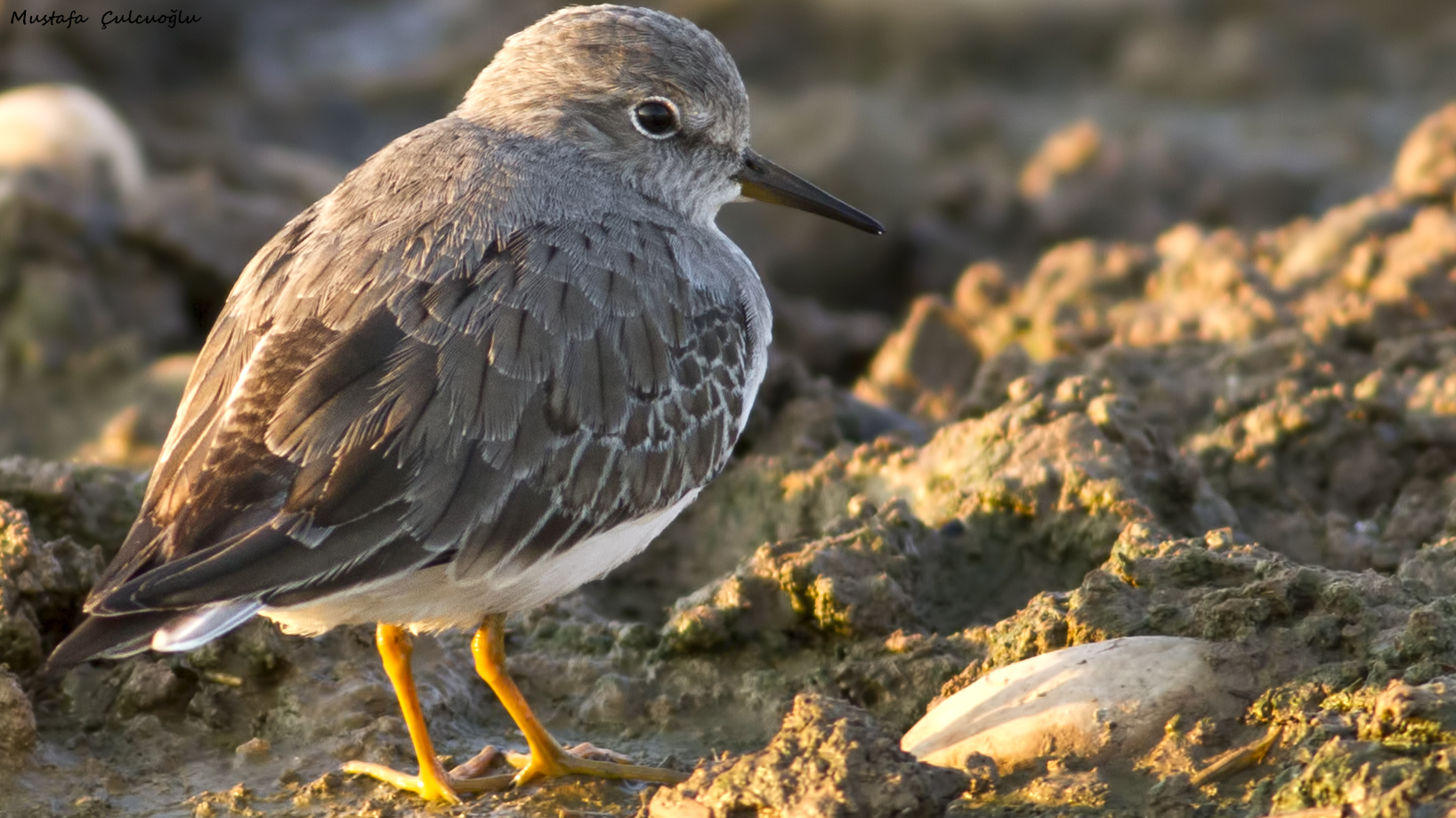 Temminck's Stint